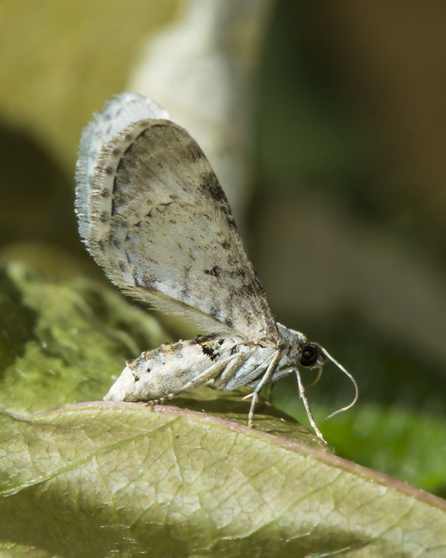 Eupithecia centaureata - Geometridae